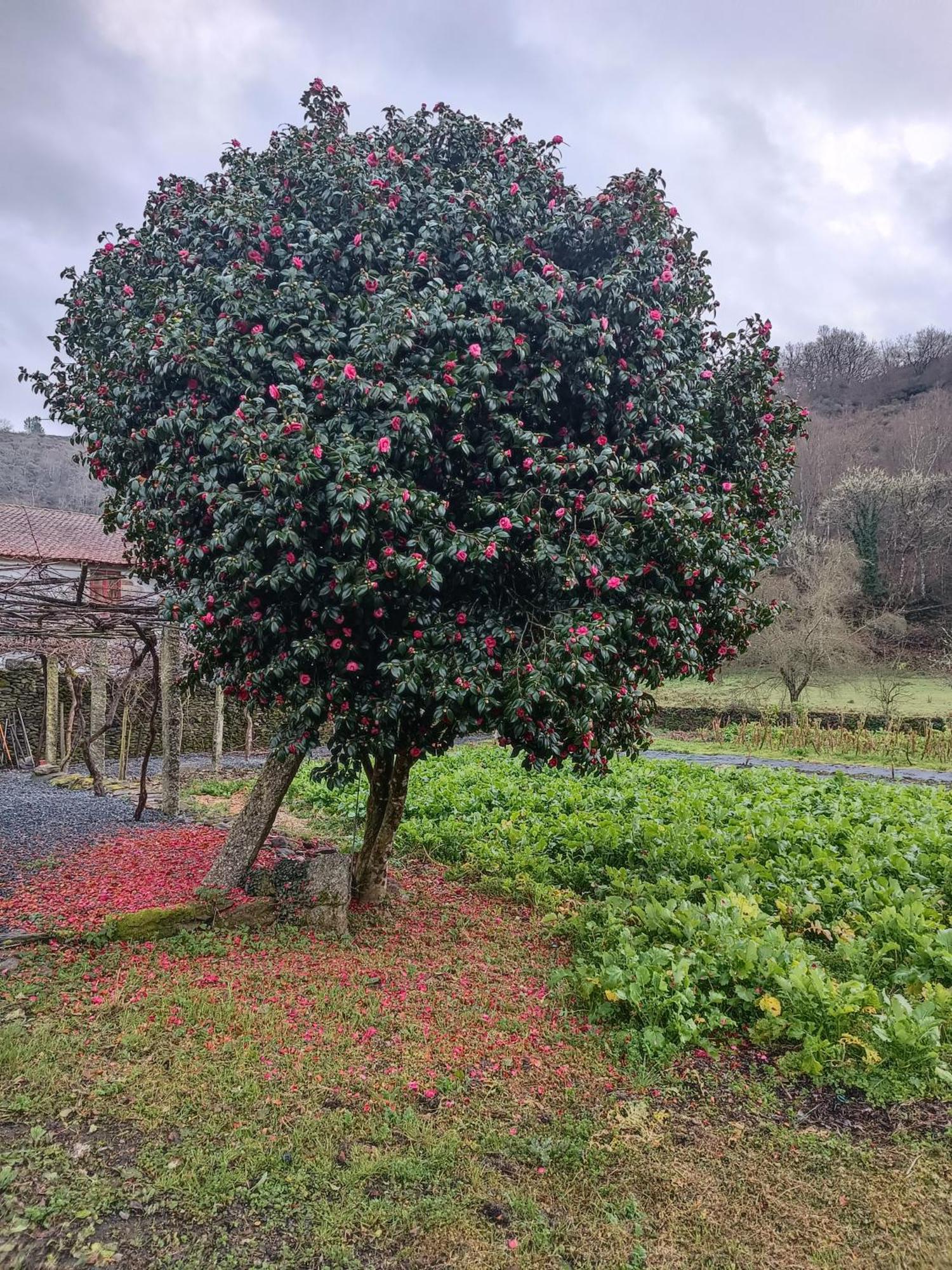 Casa Grande De Covas-Apartamentos Turisticos Taboada Esterno foto